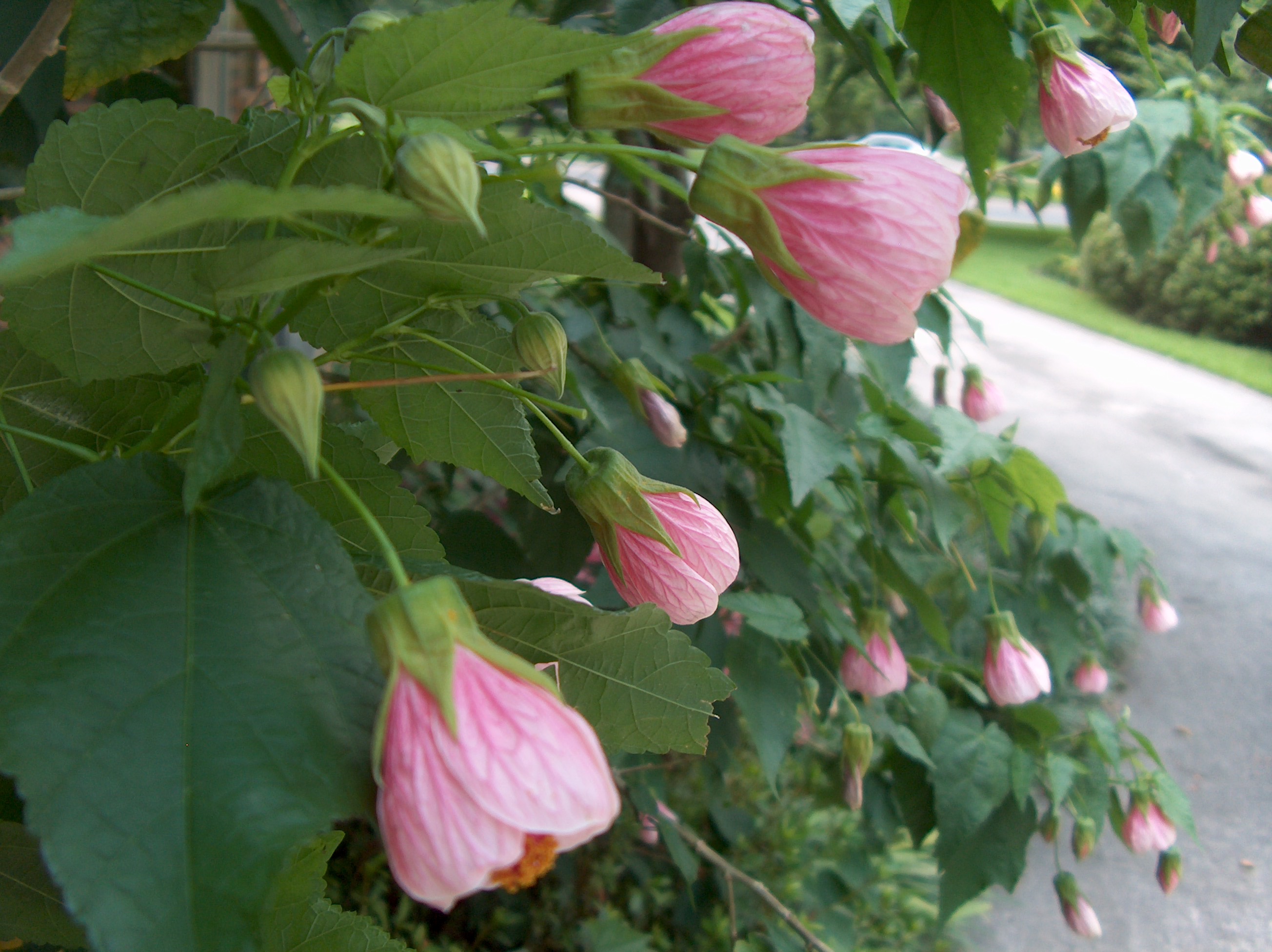 Chinese lantern tree plant